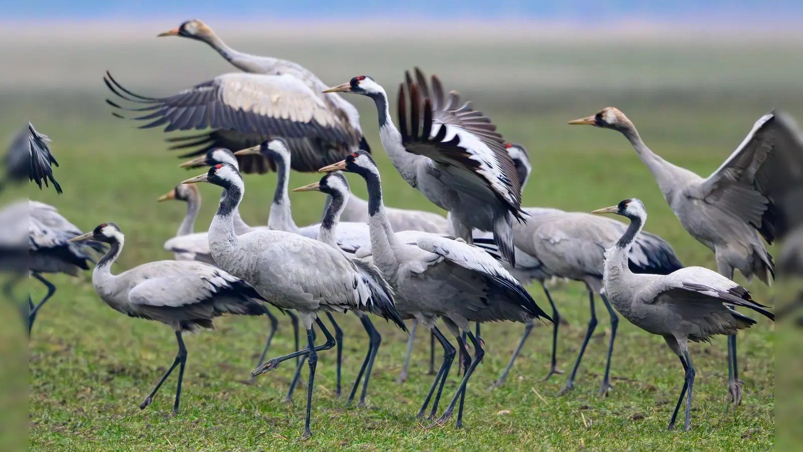 Kraniche stehen Anfang Februar auf einem Feld in Brandenburg (Foto: Patrick Pleul/dpa)