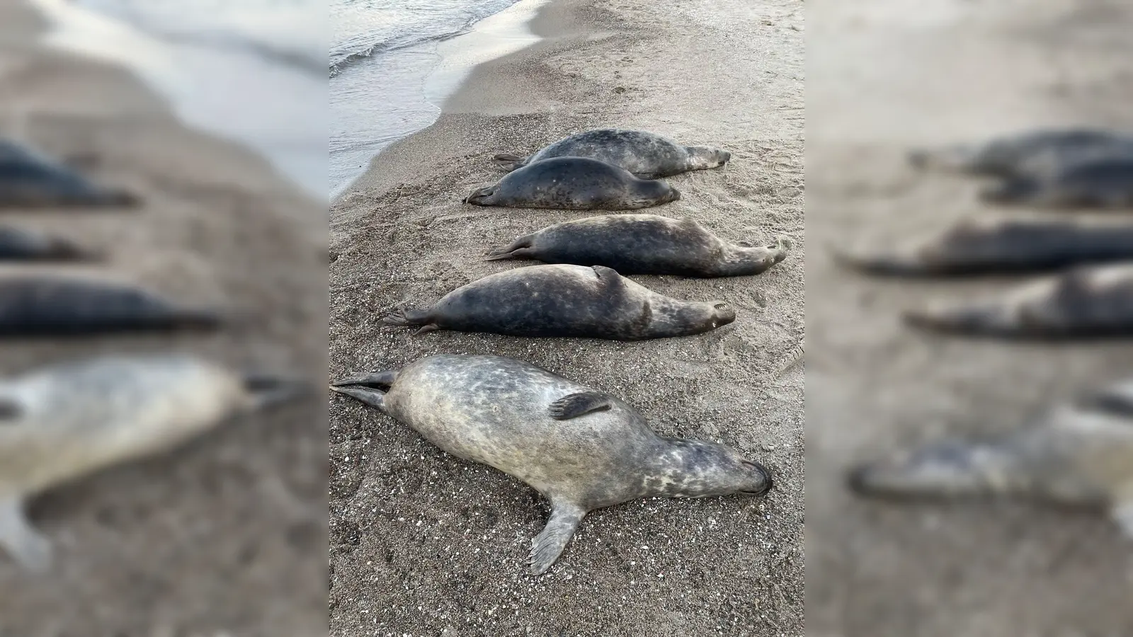 Woran die Kegelrobben an der Ostküste Rügens starben, ist noch unklar. Seit Anfang Oktober wurden 26 tote Tiere geborgen.  (Foto: Biosphärenreservatsamt/dpa)