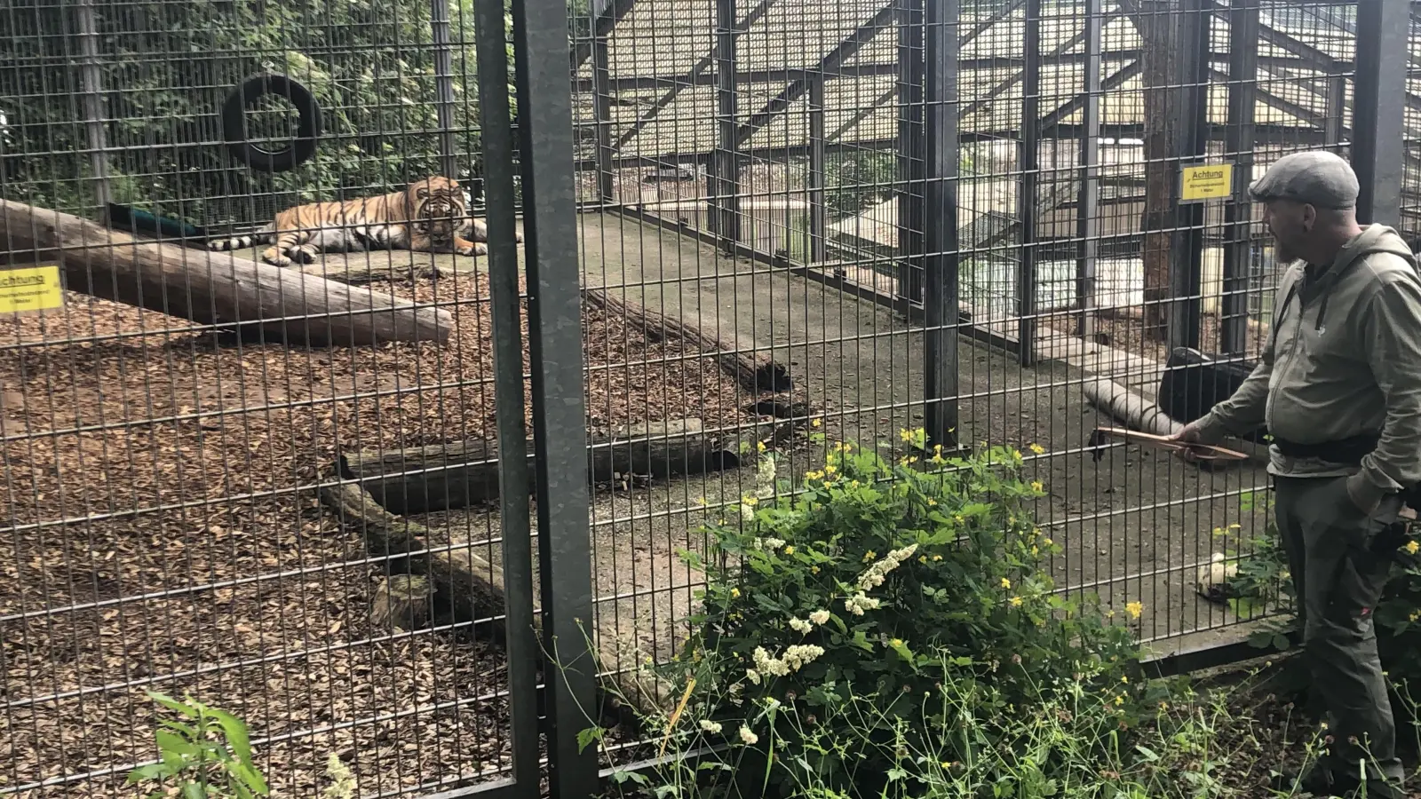 In den Vormittagsstunden wird gedöst: In diesem Fall lässt sich Tiger Boris auch nicht mit frischer Leber locken. (Foto: Florian Pöhlmann)