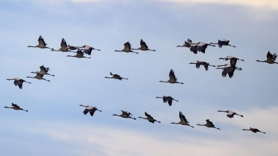 Während des Vogelzuges im Herbst besteht die größte Gefahr, dass Vögel gegen Glasfassaden fliegen. (Archivfoto) (Foto: Patrick Pleul/dpa)