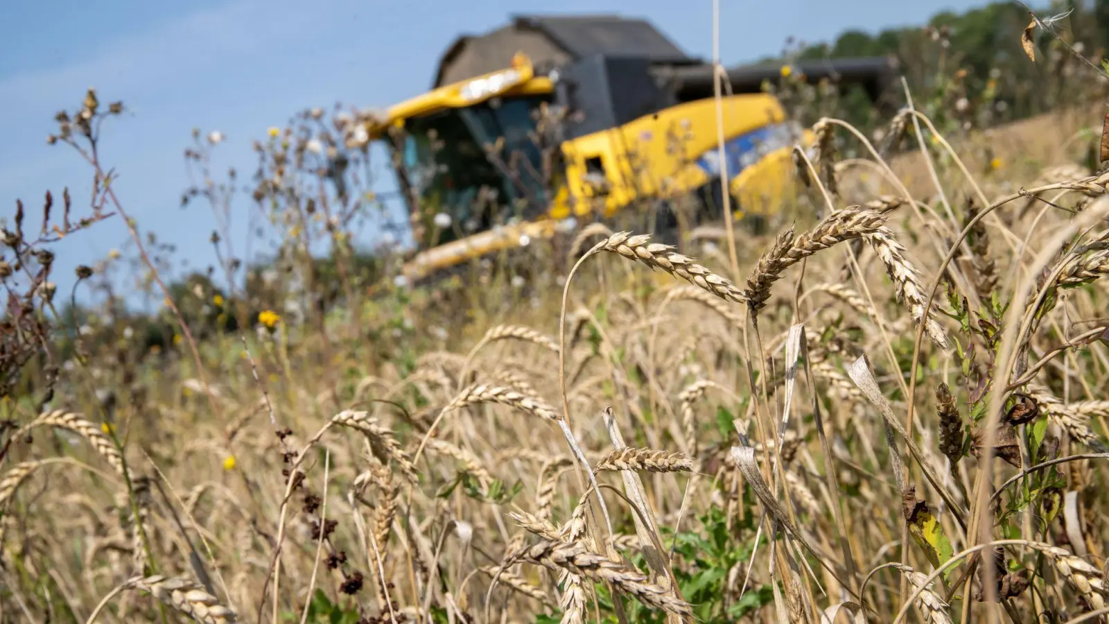 Auf der Hälfte der Getreidefelder bauen die bayerischen Landwirte Winterweizen an. (Foto: Pia Bayer/dpa)