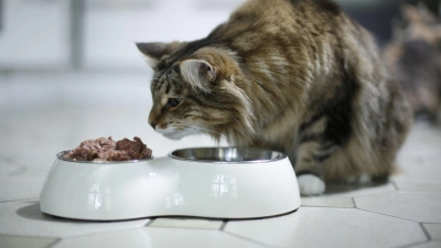 Weniger Kohlenhydrate, mehr Protein: Katzenbesitzer sollten beim Futterkauf die Inhaltsstoffe genau anschauen. (Foto: Ina Fassbender/dpa-tmn)