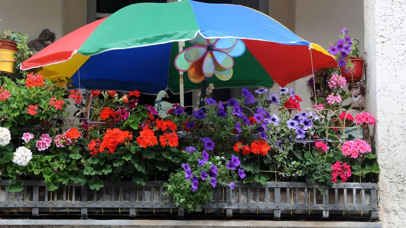 So schön bunt hier: In der Auswahl der Pflanzen sind Mieter nicht limitiert, solange sie Rücksicht auf die Nachbarn nehmen. (Foto: Britta Pedersen/dpa/dpa-tmn)