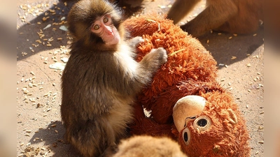 Affenbaby Punch zieht in Japan Massen an Besucher an.  (Foto: -/@ichikawa_zoo/dpa)