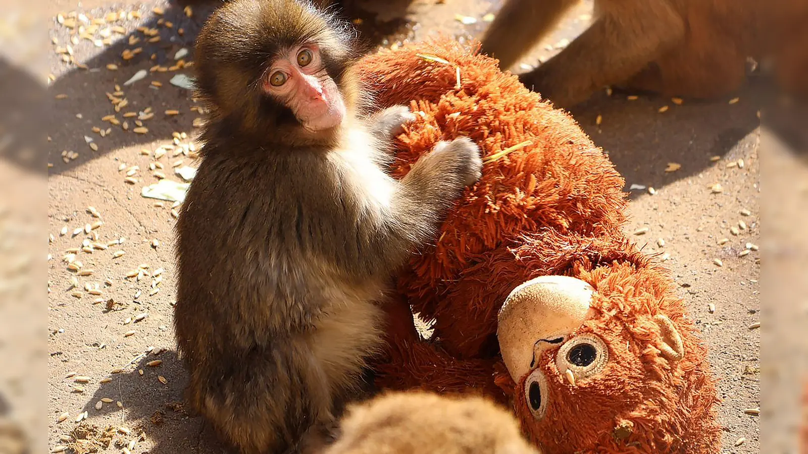 Affenbaby Punch zieht in Japan Massen an Besucher an.  (Foto: -/@ichikawa_zoo/dpa)