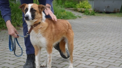 Mischling „Erik“ aus dem Tierheim sehnt sich seit nunmehr fünf Jahren nach einer Familie. (Foto: Regina Meier)