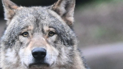 In Bayern gibt es landesweit noch immer nur wenige Wölfe. Dennoch sorgt der Umgang mit den Tieren seit Jahren für viele hoch emotionale Debatten. (Symbolbild) (Foto: Bernd Weißbrod/dpa)