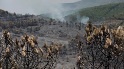 Das Feuer in der Region von Guadalajara nordöstlich von Madrid hat bereits 13.000 Hektar Wald- und Buschland vernichtet. (Foto: Mateo Lanzuela/EUROPA PRESS/dpa)