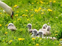 Ausflug einer Schwanenfamilie - gesehen bei Rothenburg (Foto: Erika Brown)