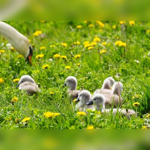 Ausflug einer Schwanenfamilie - gesehen bei Rothenburg (Foto: Erika Brown)