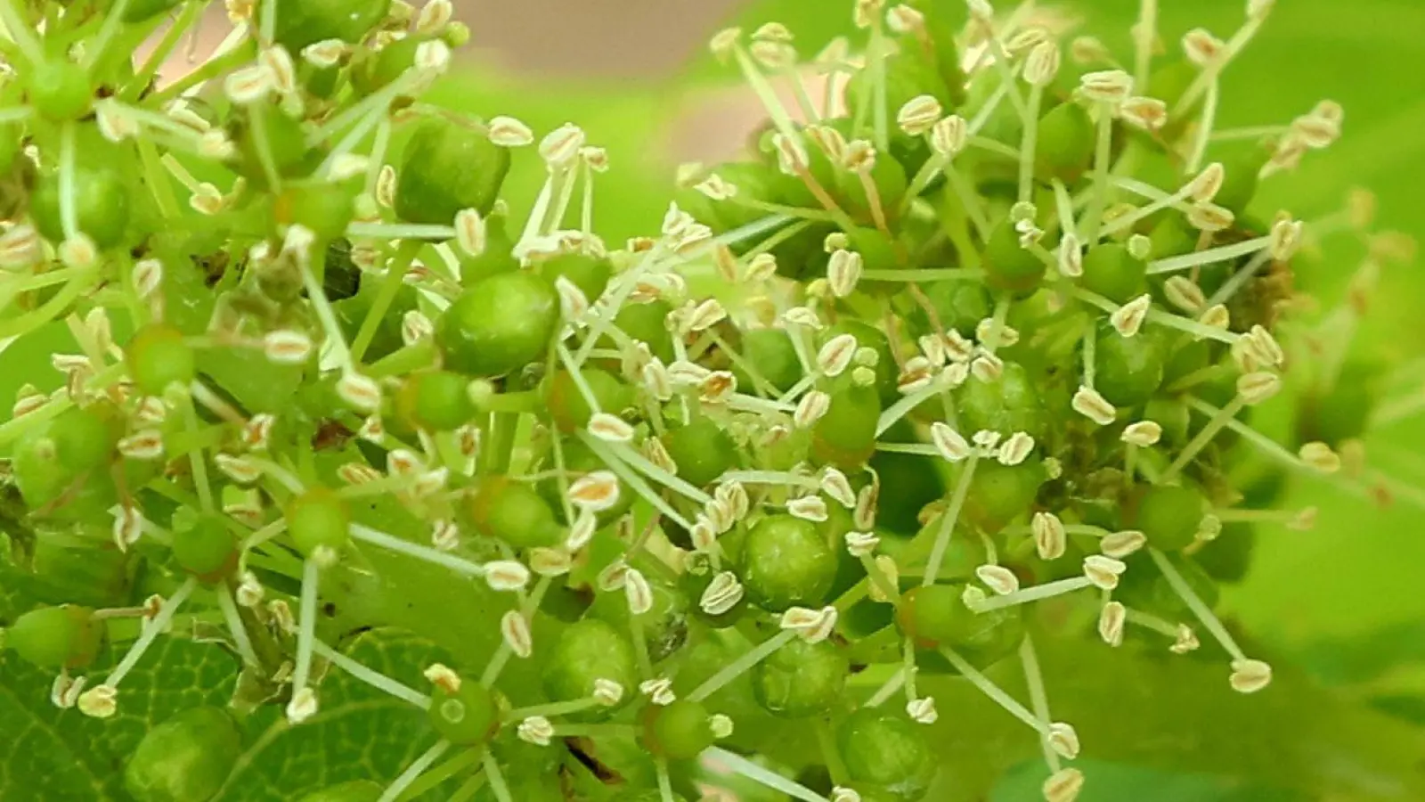 Kleine Blüten sind an einem Weinstock in einem Weinberg zu sehen. (Foto: Karl-Josef Hildenbrand/dpa)