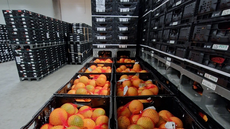 Kisten über Kisten mit Orangen und anderen Früchten türmen sich in der Kühlhalle. (Foto: Andrea Walke)