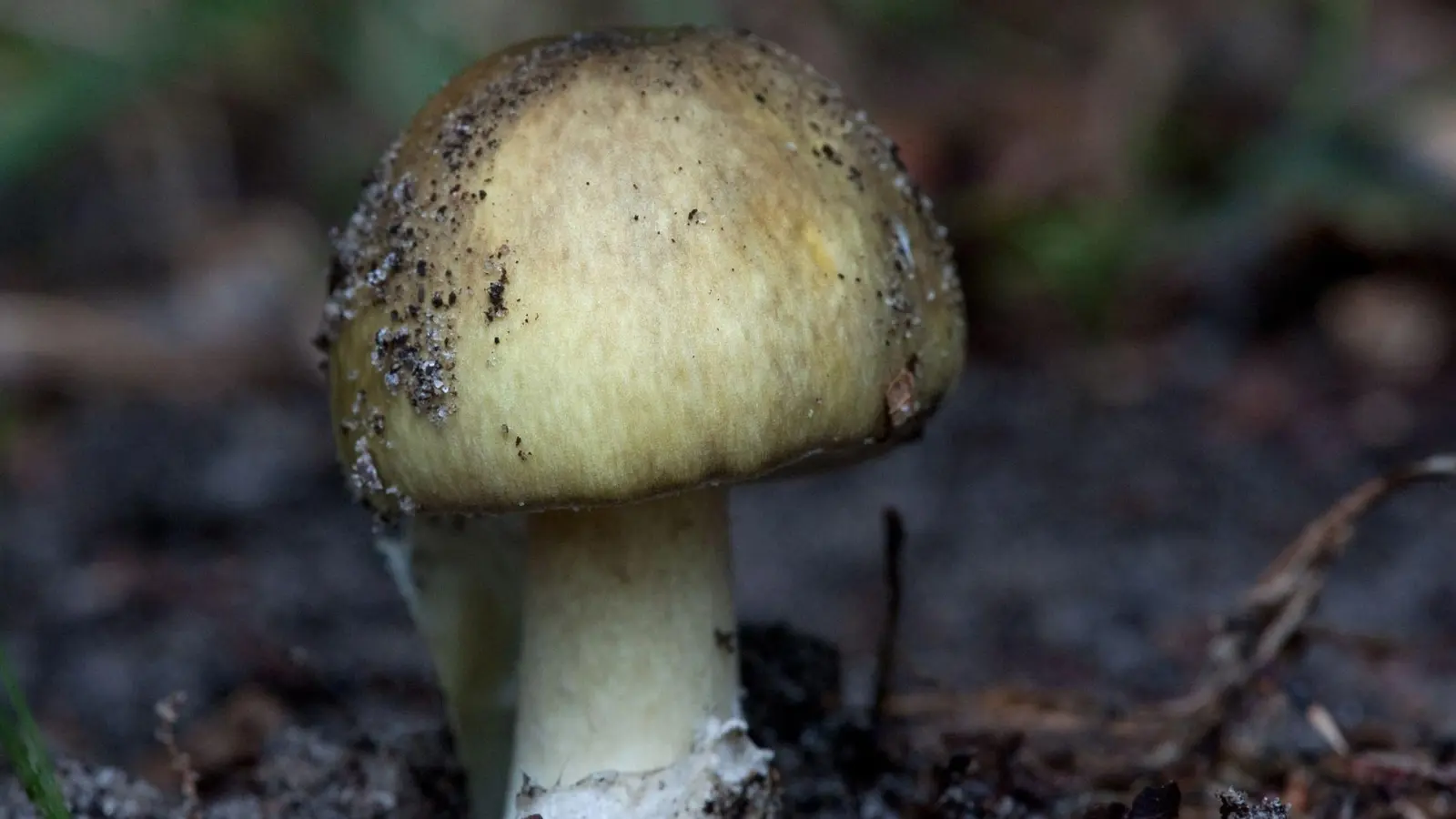 Besonders giftig: der Grüne Knollenblätterpilz (Amanita phalloides). (Foto: Klaus-Dietmar Gabbert/dpa-tmn)