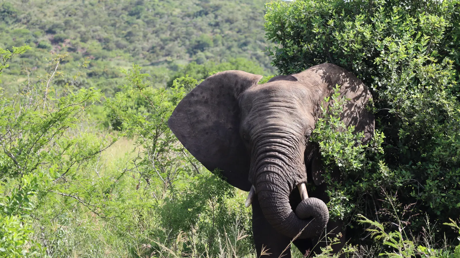 Und plötzlich kommt er aus seinem grünen Versteck: ein Elefant im Hluhluwe-Nationalpark. (Foto: Gudrun Bayer)