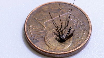 Unweit der deutschen Grenze im Elsass ist eine lokale Infektion mit dem Chikungunya-Virus entdeckt worden (Archivbild). (Foto: Helmut Fricke/epa Scanpix Sweden/dpa)