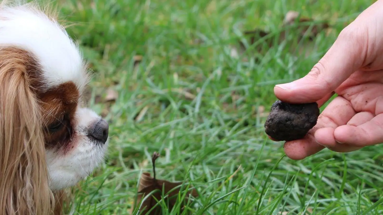 Dem Cavalier King Charles Spaniel „Minnie“ wird bei einem VHS-Kurs für die Trüffelsuche mit Hund ein Trüffel hingehalten. (Foto: Katja Sponholz)