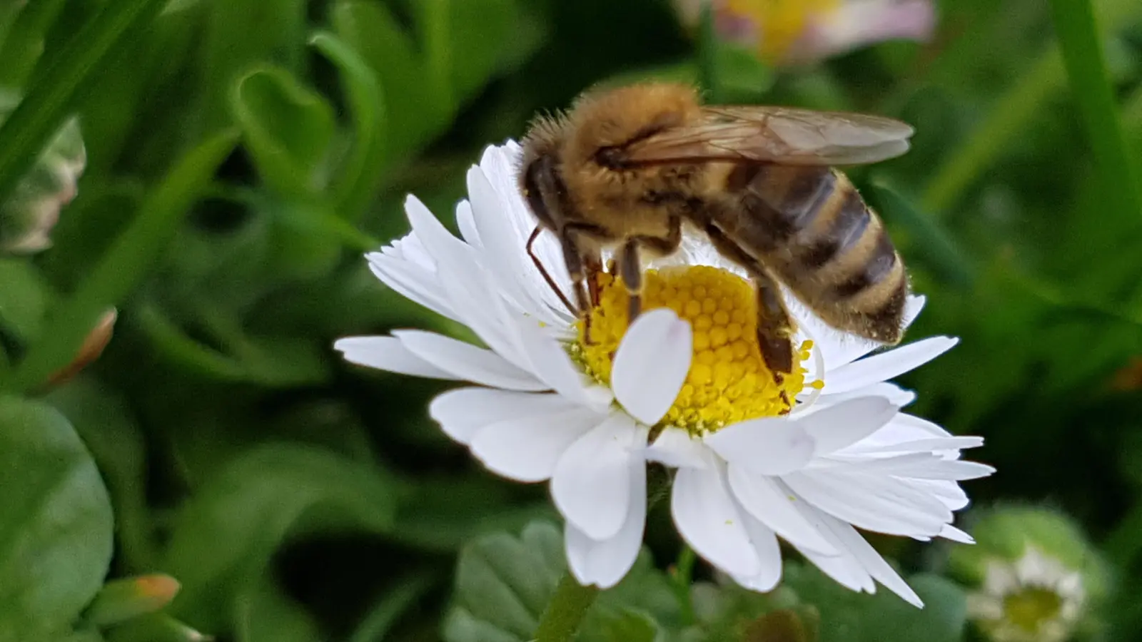 Sobald mit dem einsetzenden Frühling die Temperaturen wärmer werden, tragen die Bienen neben dem ersten Nektar von früh blühenden Pflanzen reichlich Pollen für die Aufzucht der nächsten Bienengeneration ein. (Foto: Norbert Hauer)