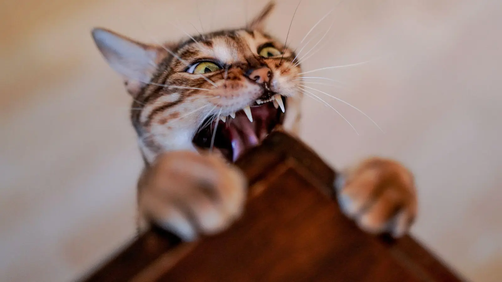 Die Wunde nach einem Katzenbiss sieht harmlos aus? Davon sollte man sich nicht täuschen lassen. (Foto: Axel Heimken/dpa/dpa-tmn)