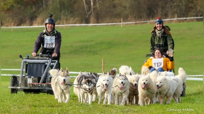 Auf der Zielgeraden beim Hundeschlittenwagenrennen in Oberndorf. (Foto: Conny Hahn)