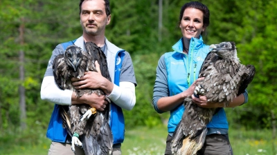 Alljährlich werden im Nationalpark Berchtesgaden zwei junge Bartgeier ausgewildert. (Archiv)   (Foto: Sven Hoppe/dpa)
