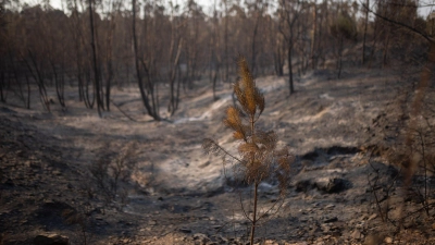 In Huelva hat das Feuer bereits 31.000 Hektar erfasst. (Archivbild) (Foto: Clara Carrasco/EUROPA PRESS/dpa)