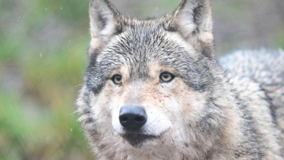 Nachdem ein Wolf eine Frau in Hamburg verletzt hat, ist noch unklar, was mit dem Tier passieren wird. (Symbolbild) (Foto: Bernd Weißbrod/dpa)