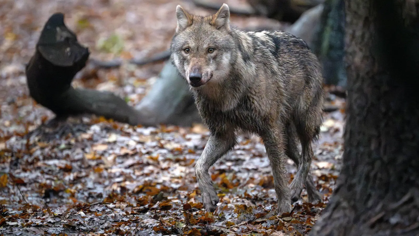 Der Abschuss von Wölfen in Deutschland soll einfacher werden.  (Foto: Sina Schuldt/dpa)