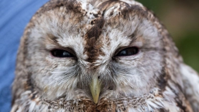 Der Waldkauz war mutmaßlich von einem Auto erfasst und verletzt worden. (Symbolbild) (Foto: Peter Steffen/dpa)