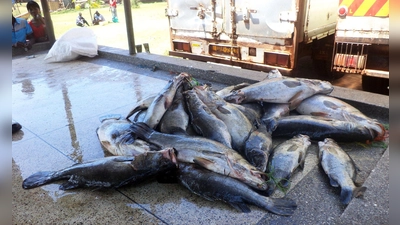 Mittelgroße Nilbarsche aus dem Viktoriasee. (Archivbild) (Foto: picture alliance / dpa)