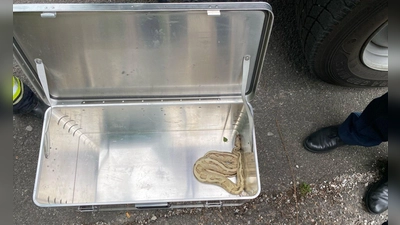 Eine exotische Schlange sorgt in der Gemeinde am Staffelsee für Aufregung - und einen Einsatz von Polizei und Feuerwehr. (Foto: -/Polizeiinspektion Murnau am Staffelsee/dpa)