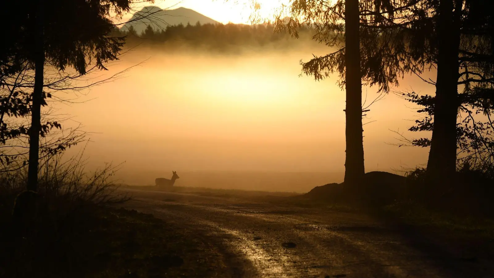 Vor allem auf Strecken, die an unübersichtlichen Wald- und Feldrändern verlaufen, steigt mit der Umstellung auf Winterzeit wieder das Risiko für Wildunfälle. (Foto: Andreas Gebert/dpa/dpa-tmn)