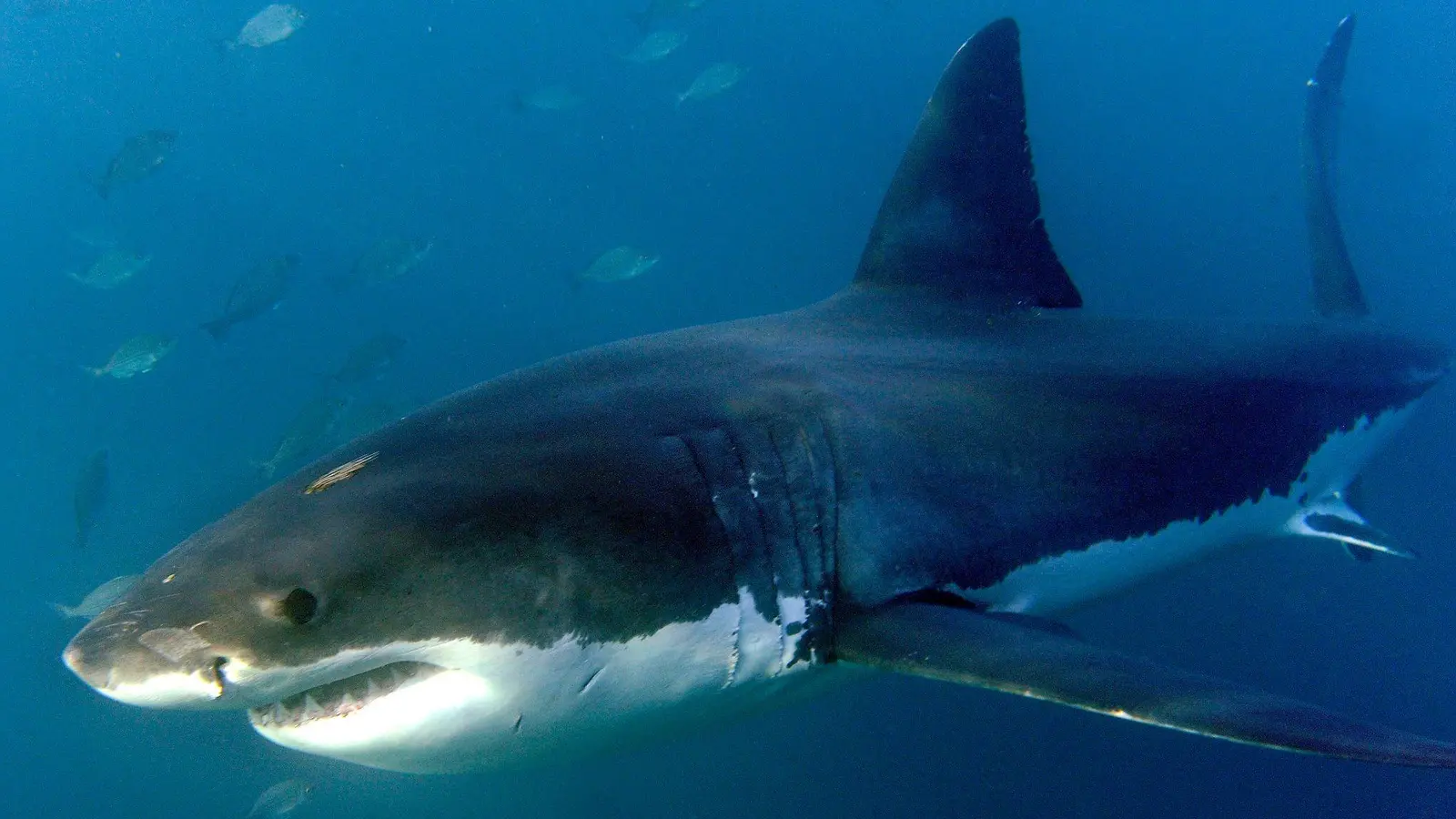 Nach Angaben einer örtlichen Rettungsorganisation wurde zum Zeitpunkt des Angriffs ein vier Meter langer Weißer Hai in dem Gebiet gesichtet. (Symbolbild) (Foto: Helmut Fohringer/EPA/dpa)