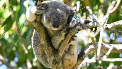 Koalas sind in Australien immer mehr bedroht - auch wegen Chlamydien. (Foto: Darren England/AAP/dpa)