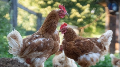 Um Hühner zu halten, braucht man kein landwirtschaftliches Anwesen - ein Garten reicht vollkommen aus. (Symbolbild: Florian Schuh/dpa-tmn)