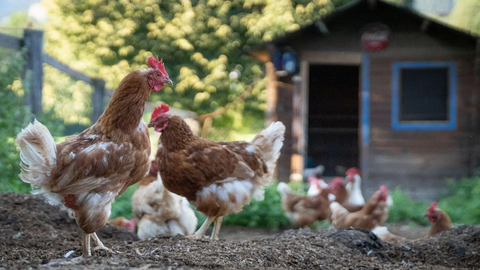 Um Hühner zu halten, braucht man kein landwirtschaftliches Anwesen - ein Garten reicht vollkommen aus. (Foto: Florian Schuh/dpa-tmn)