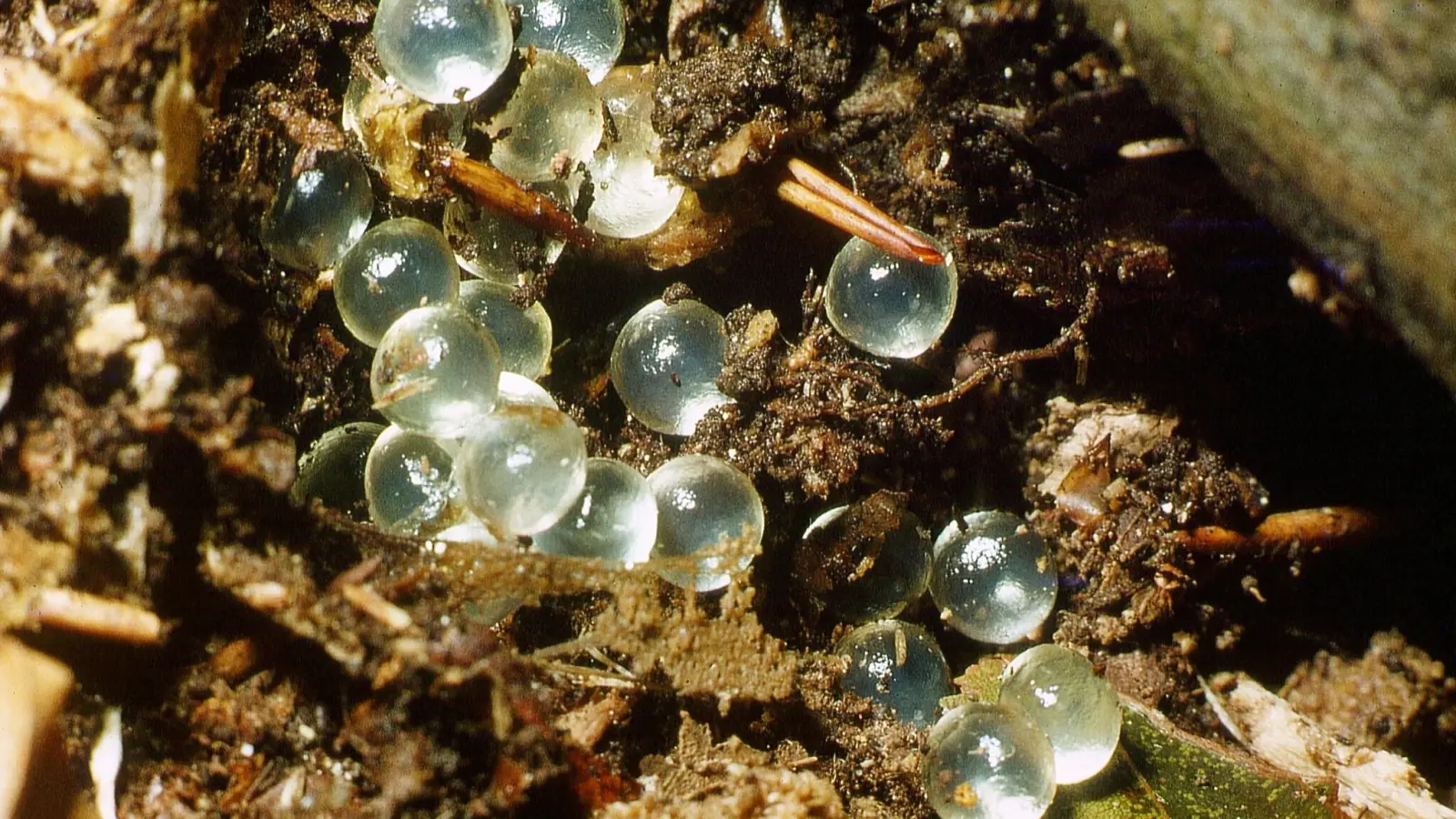 Die weichen Schneckeneier werden in Komposthaufen, unter Laub oder moderndes Holz gelegt. (Foto: Ulrich Meßlinger)