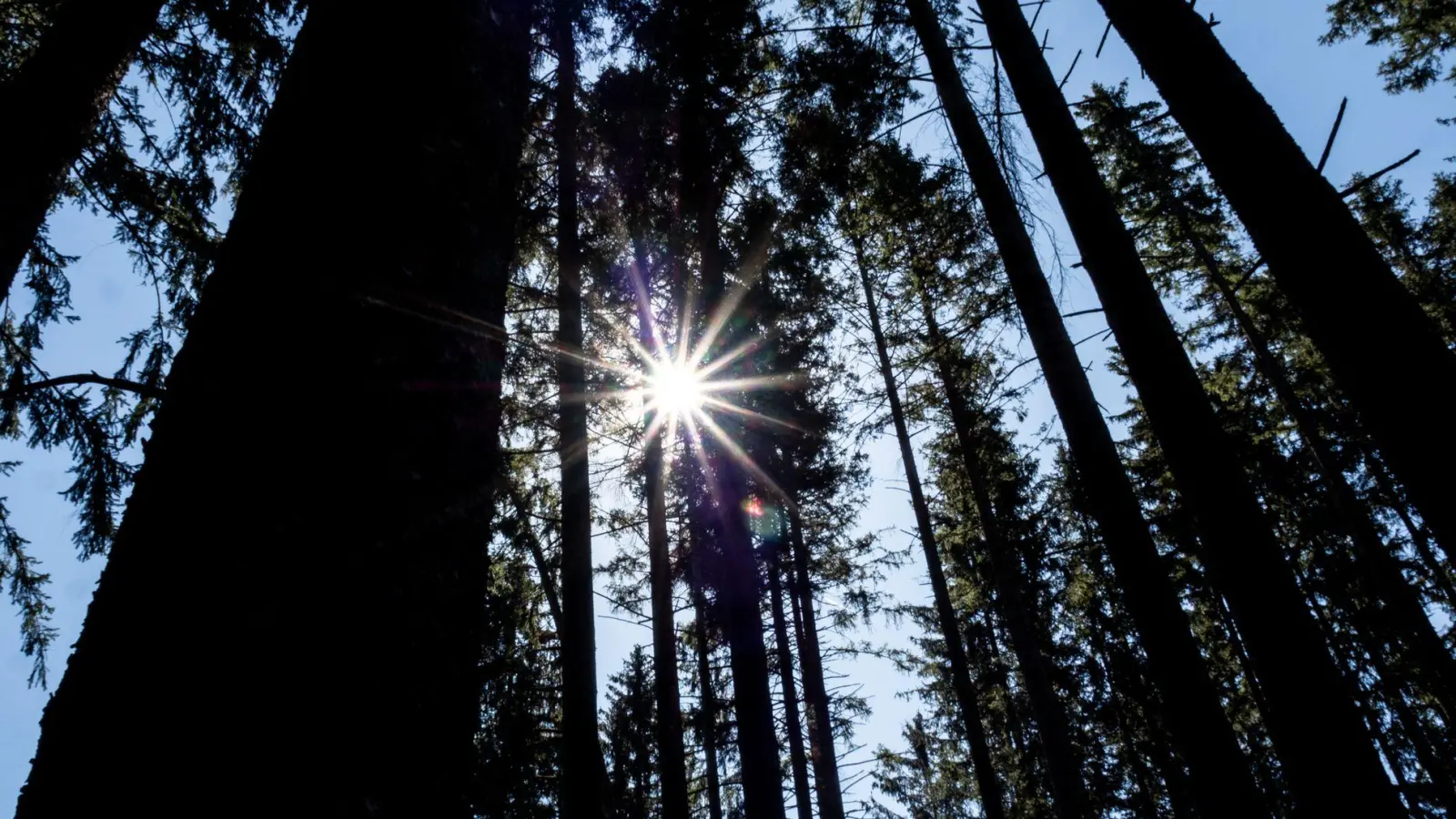 Bislang unbekannte Personen haben mehrere Bäume fachmännisch gefällt und offenbar für einen späteren Abtransport bereitgelegt.  (Symbolbild: Carsten Rehder/dpa)