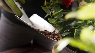 Kaffeesatz kann ein guter Dünger sein - für manche Pflanzen. (Foto: Franziska Gabbert/dpa-tmn)