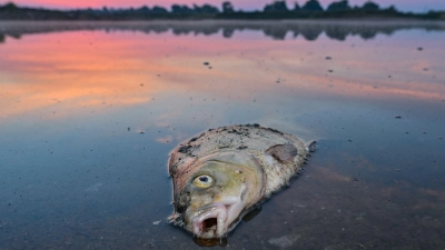 Unzählige Fische sind in der Oder verendet. (Foto: Patrick Pleul/dpa)
