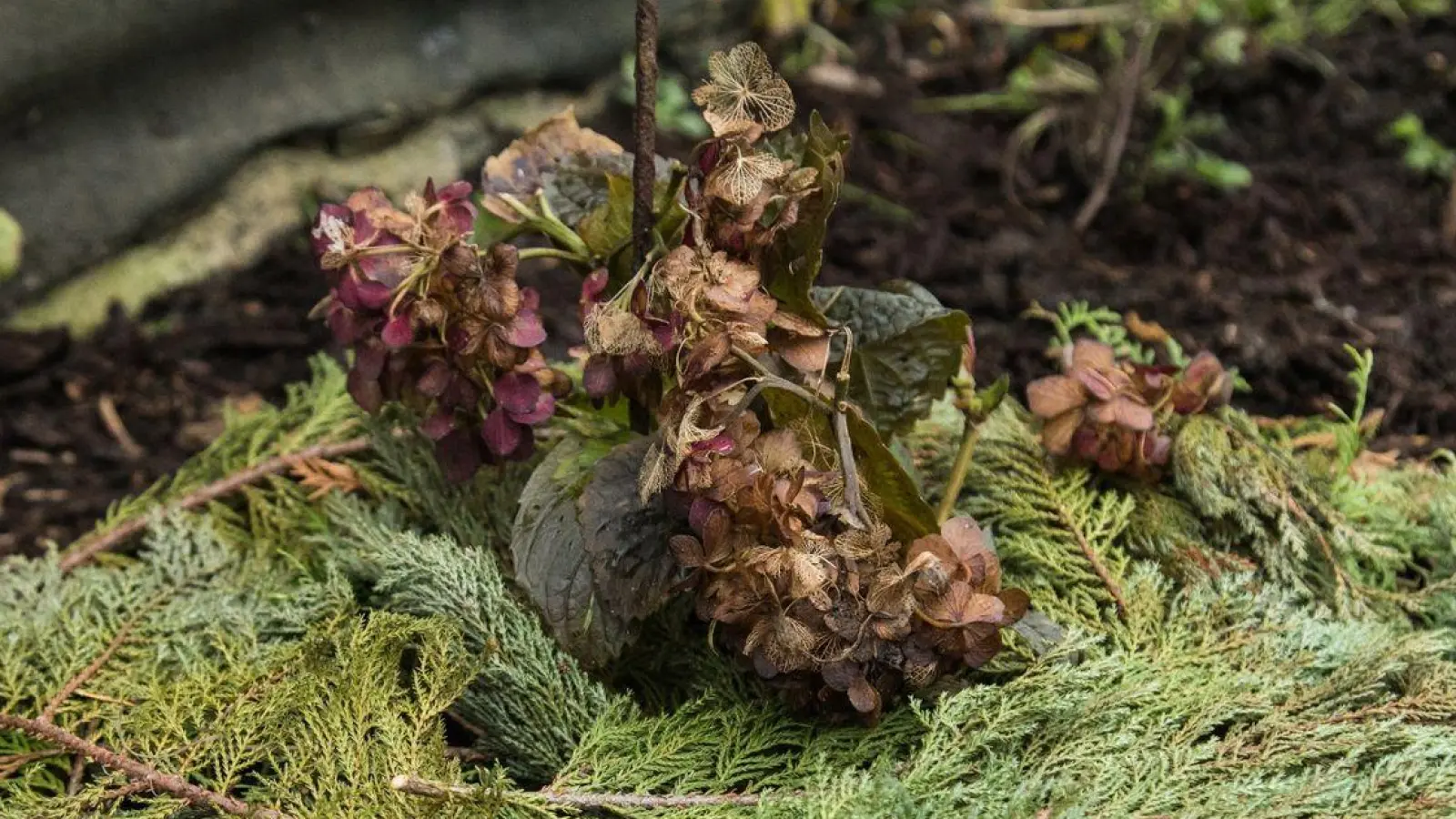 Selbst winterharte Stauden wie Hortensien benötigen Schutz vor Frost. Materialien wie Reisig, Laub oder Stroh können dafür sehr nützlich sein. (Foto: Christin Klose/dpa-tmn)