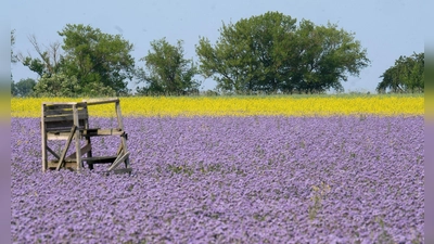 Thron im Blütenmeer: Eine Ansitz für die Jagd steht in einem Feld mit blühender Phacelia und mit Ackersenf im Leipziger Land in Sachsen. (Foto: Sebastian Willnow/dpa)