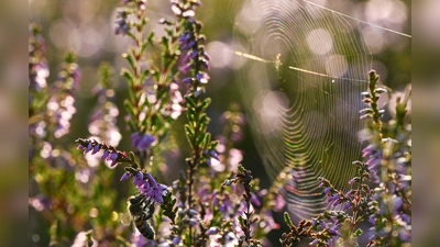 Nicht gerade beliebt, aber äußerst nützlich: Spinnen sind unterschätzte Helfer im Garten. (Foto: Jens Kalaene/dpa/dpa-tmn)