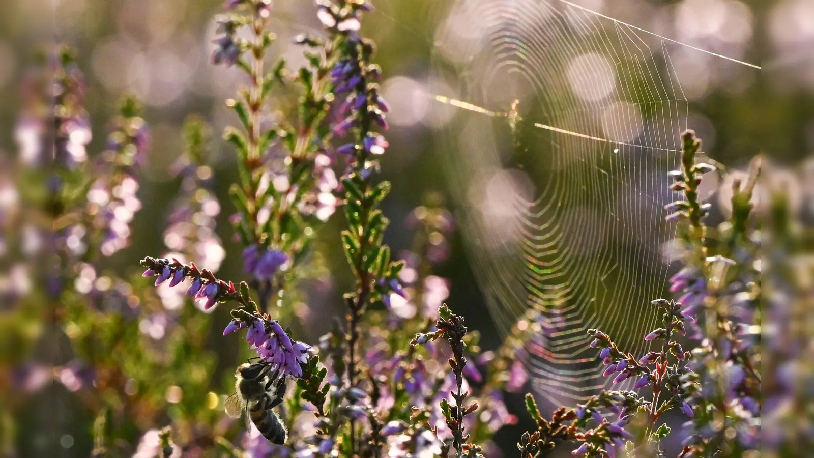 Nicht gerade beliebt, aber äußerst nützlich: Spinnen sind unterschätzte Helfer im Garten. (Foto: Jens Kalaene/dpa/dpa-tmn)