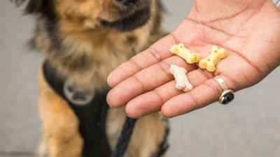Snacks für zwischendurch: Wer seinen Hund verwöhnt, sollte das Hauptfutter entsprechend reduzieren, um Gewichtszunahme zu vermeiden. (Foto: Christin Klose/dpa-tmn)