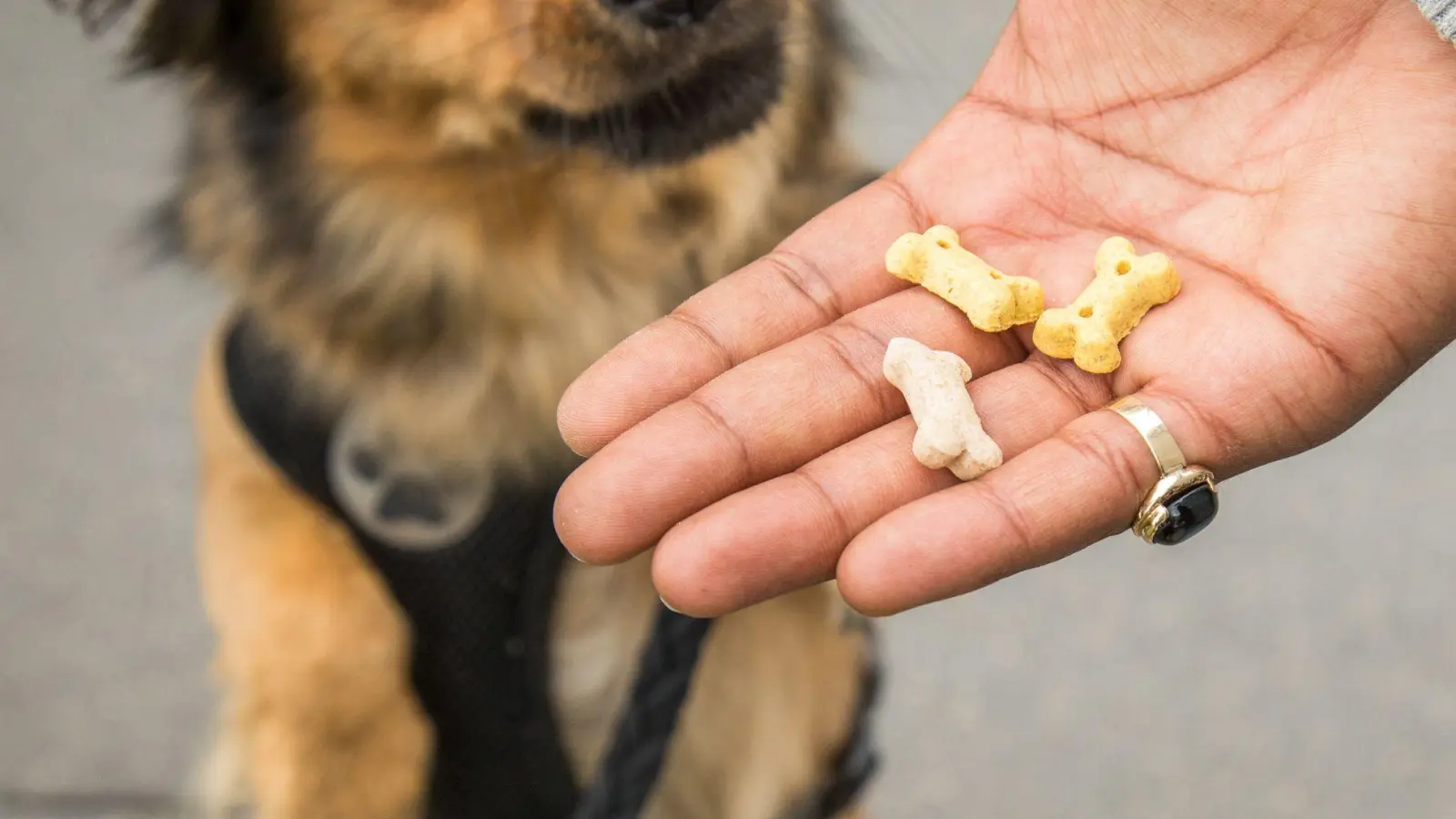 Snacks für zwischendurch: Wer seinen Hund verwöhnt, sollte das Hauptfutter entsprechend reduzieren, um Gewichtszunahme zu vermeiden. (Foto: Christin Klose/dpa-tmn)