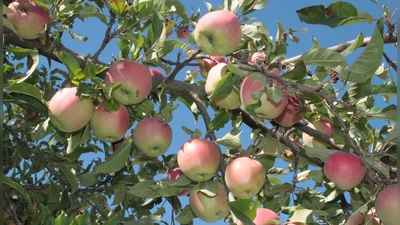 Damit Streuobstbäume reiche Frucht tragen, müssen sie gut gepflegt werden. Über Fördermöglichkeiten informierte Norbert Metz vom Landschaftspflegeverband den Dinkelsbühler Stadtrat. (Foto: Hans-Bernd Glanz)