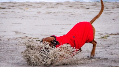Hund am Osteestrand (Foto: Jens Büttner/dpa)