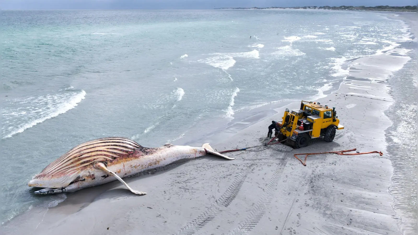 Der tote Wal wird an Land der dänischen Insel Anholt gezogen. (Foto: Marcus Golejewski/dpa)
