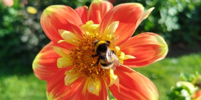 Wertvolle Gäste: Auch für Insekten können Gartenbesitzer in den nächsten Wochen wieder viel tun. (Foto: Christian Treffer)