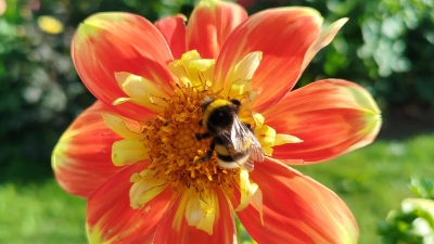 Wertvolle Gäste: Auch für Insekten können Gartenbesitzer in den nächsten Wochen wieder viel tun. (Foto: Christian Treffer)